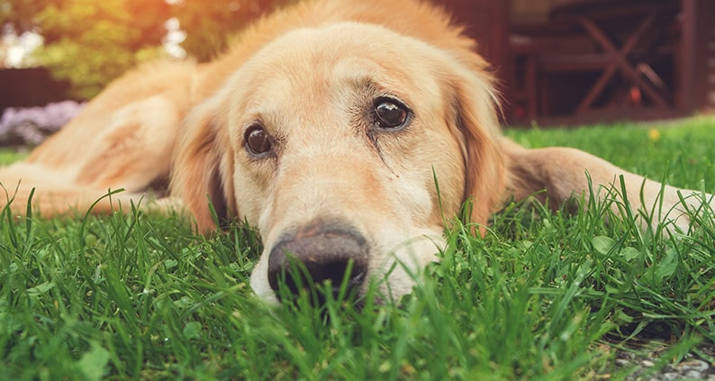 ATN Akademie Online Magazin - Können Tiere Weinen? Golden Retriever liegt auf gras und sieht traurig aus.|ATN Akademie Online Magazin - Können Tiere weinen? Auge eines kleinen Mädchen der die tränen das Gesicht runter laufen.|ATN Akademie Online Magazin - Können Tiere weinen? Auge eines Elefanten aufgenommen von der Seite es sieht aus als würde er weinen.|ATN Akademie Online Magazin - Können Tiere weinen? Auge einer rot weißen Kuh aufgenommen von der Seite es sieht aus als würde sie weinen.|ATN Akademie Online Magazin - Können Tiere weinen? Auge eines schwarzen Hundes von der Seite aufgenommen.|ATN Akademie Online Magazin - Können Tiere weinen? Krokodilsauge von der Seite aufgenommen.