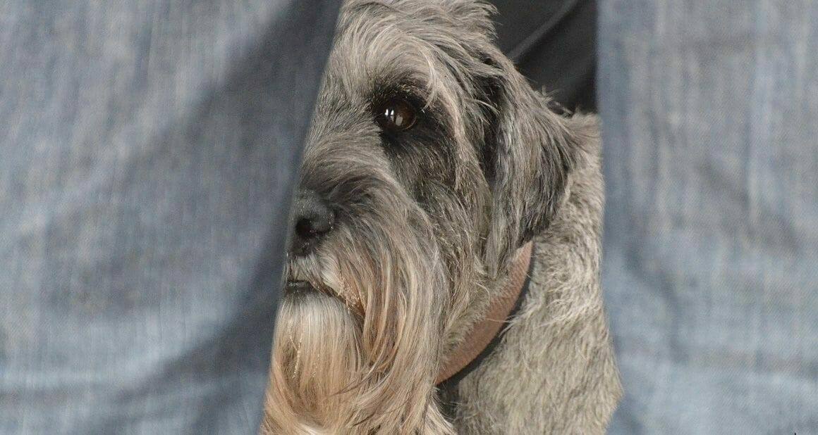 Trennungsstress beim Hund: Rückkehr zur Routine|Beibehalten von Alltagsroutinen beugen Trennungsstress nach COVID-19-Krise vor|Dozenten und Autoren ATN - Autor Gerrit Stephan