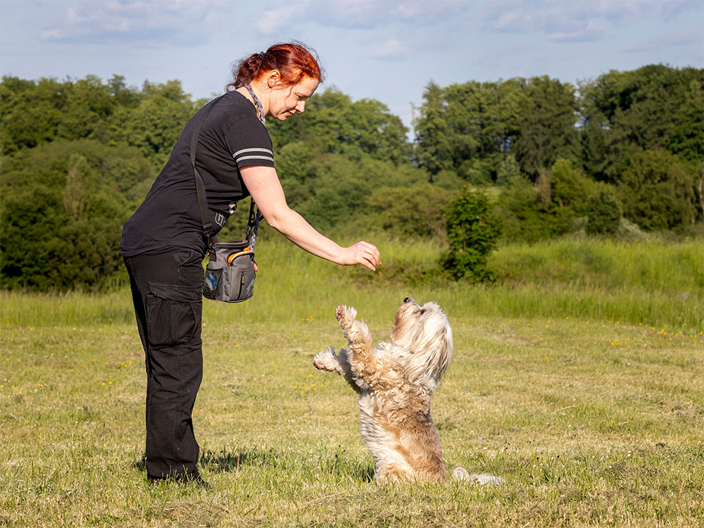 Individueller Trainingsweg für Mensch-Hund-Team beim Tricktraining