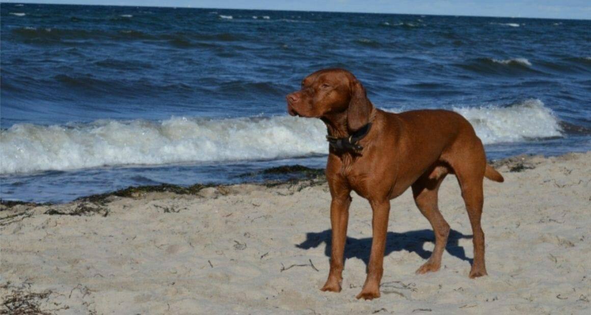 Übergewicht bei Hunden: Schlanke Hunde leben länger|Die Vermeidung von Übergewicht bei Hunden beginnt im Welpenalter|ATN Akademie Online Magazin - Ausbildung zum Hundeernährungsberater ATN - verschiedene Dosen mit Hundefutter und Leckerlis.