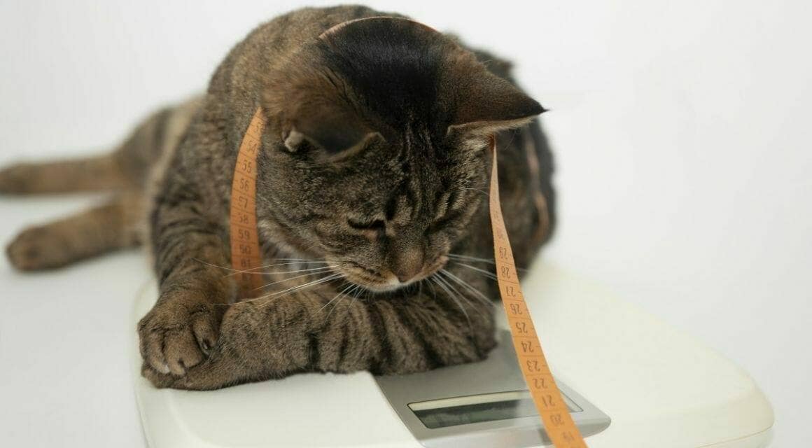 Übergewichtige Katzen - Ursachen und Folgen der Adipositas bei Katzen|Tabelle 1|Reinen Wohnungskatzen fehlt oft der Anreiz für körperliche Aktivität
