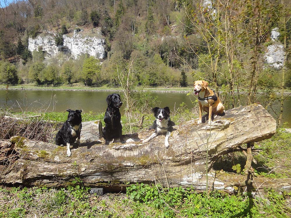 Mit dem Wissen der Hundewissenschaften können diese vier auf einem Baumstamm sitzenden Hunde qualifiziert ausgebildet und gefördert werden