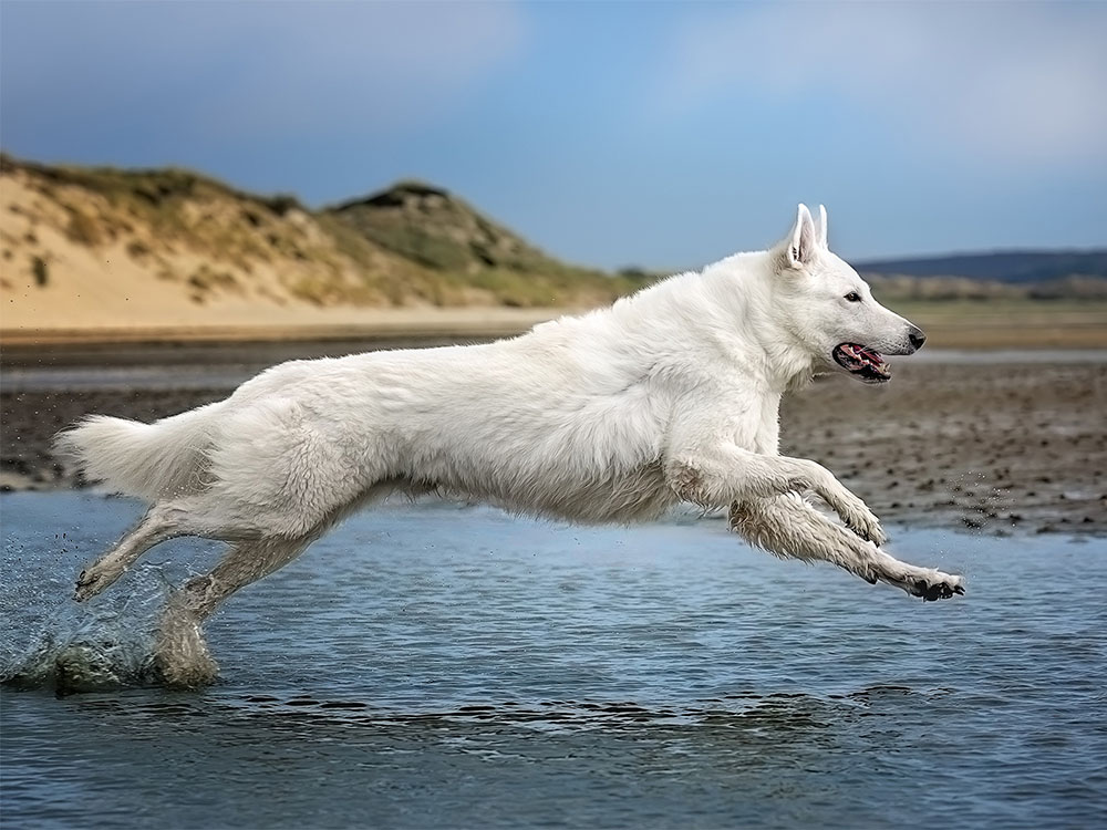 Natürliches Ausdrucksverhalten eines weißen Hundes, der frei am Strand entlang rennt