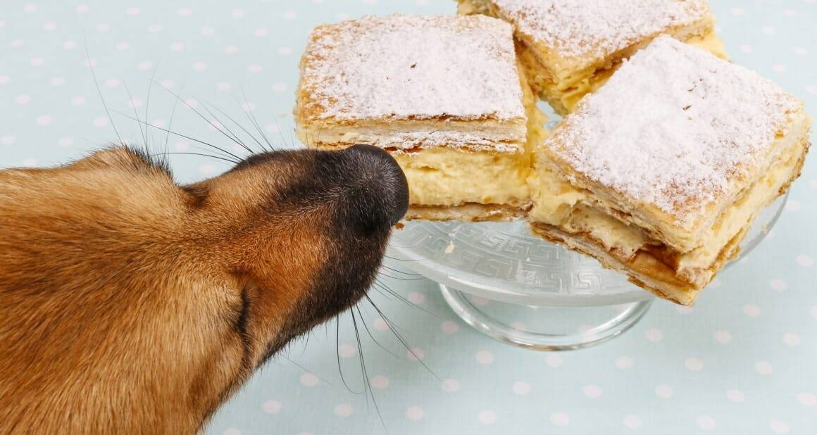 Birkenzucker (Xylit): Gift für Hunde|Xylit-Vergiftung beim Hund ist ein intensivmedizinischer Notfall