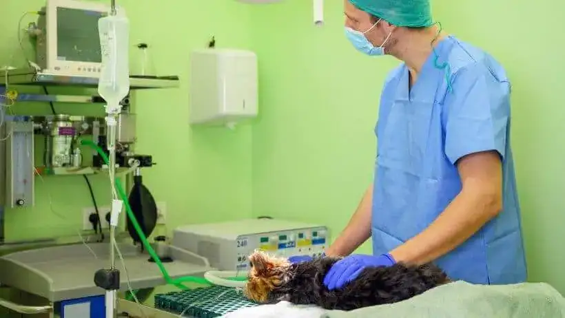 Xylit-Vergiftung beim Hund ist ein intensivmedizinischer Notfall