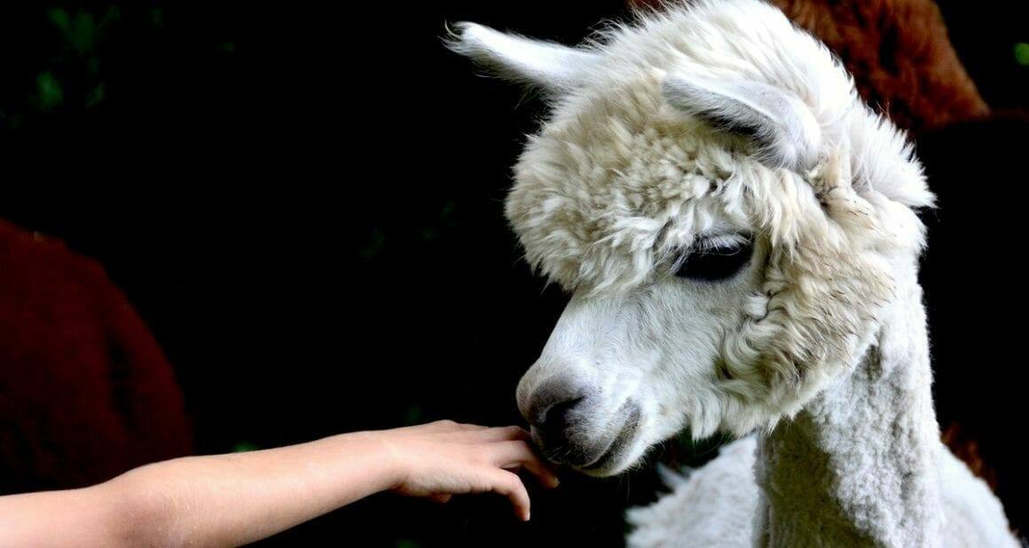Zootiertraining für alle Tierarten – ein neues Projekt im Hofer Zoo|Zootiertraining und Enrichmentmaßnahmen bilden die Basis für zufriedene Zootiere|Vom Targettraining profitieren sowohl die Tiere als auch die Mitarbeiter des Zoo Hof|Dozenten und Autoren ATN - Autorin Sandra Dollhaeupl