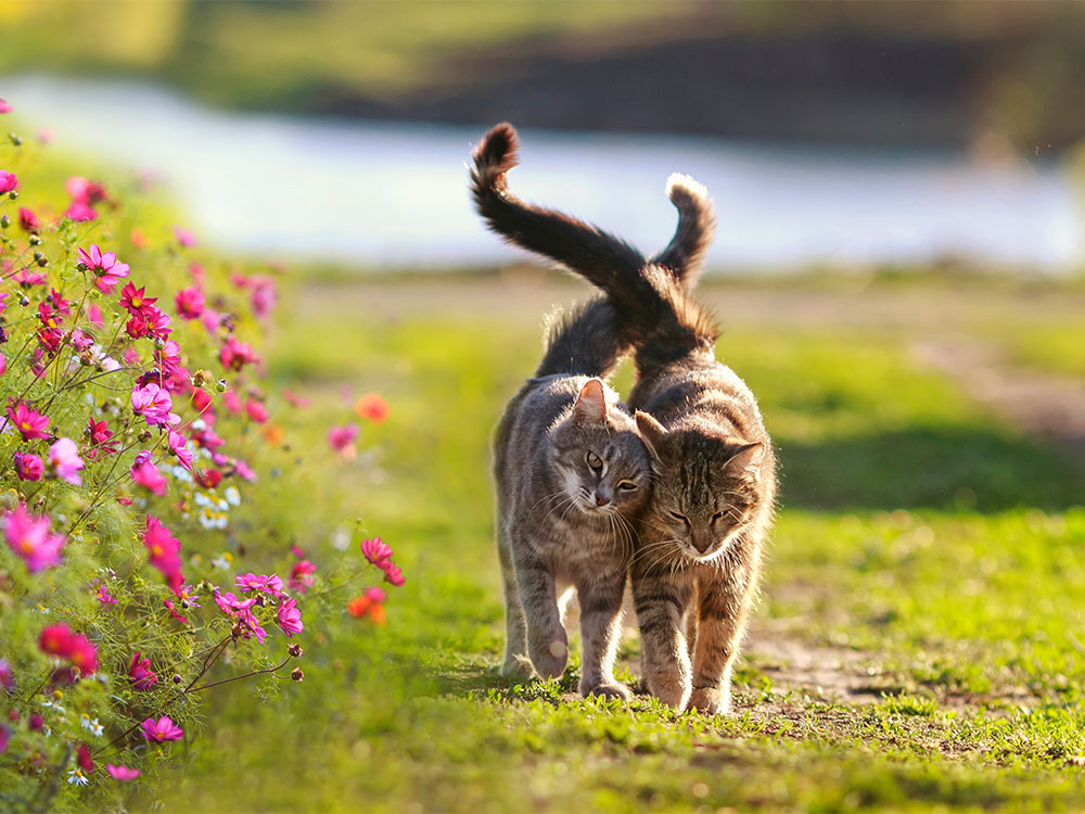 Zwei Katzen laufen gemeinsam mit aneinandergeschmiegten Köpfen und verschlungenen Schwänzen über Gras