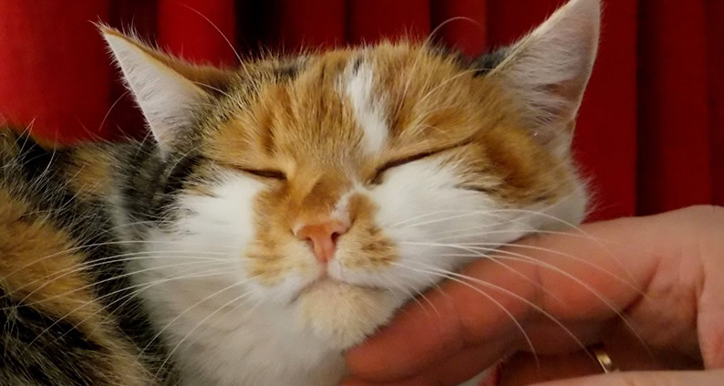 ATN Akademie Online Magazin - Bild einer Katze die den Kopf auf eine Hand legt die Katze ist weiß rot schwarz.|Katzenverhalten Stromschlag|Stromschlag: Katzen kennen die Ursache nicht|Schlimme Konsequenzen|ATN Akademie Online Magazin - Bild einer Katze die den Kopf auf eine Hand legt die Katze ist weiß rot schwarz.